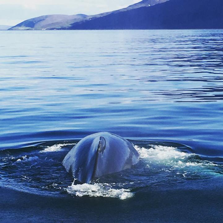 19800898_10154877391342874_280548744557830679_o