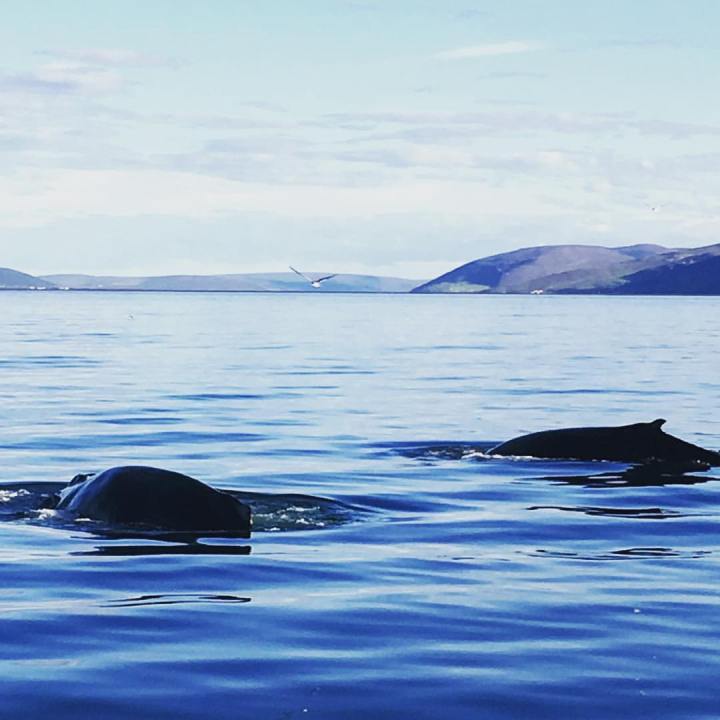 19983633_10154877268062874_7874699349635493578_o